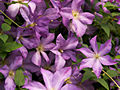 Clematis Solina IMG_7190 Powojnik